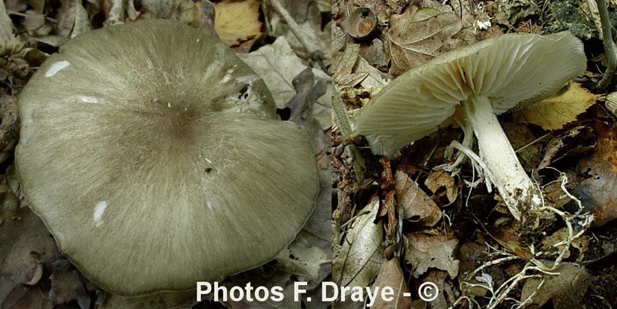 Megacollybia platyphylla