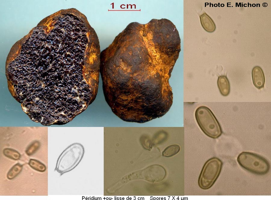 Melanogaster broomeanus