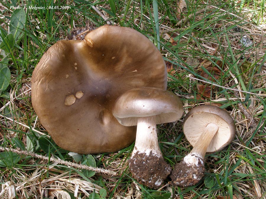 Melanoleuca cognata