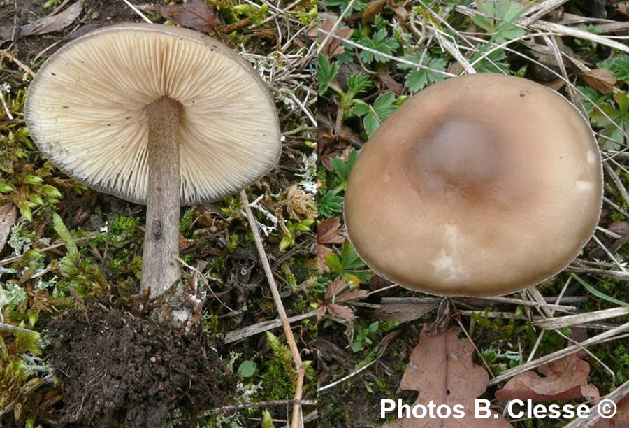 Melanoleuca cognata