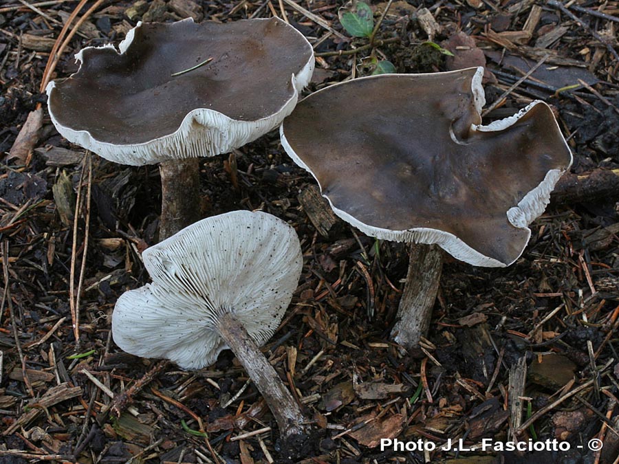 Melanoleuca friesii