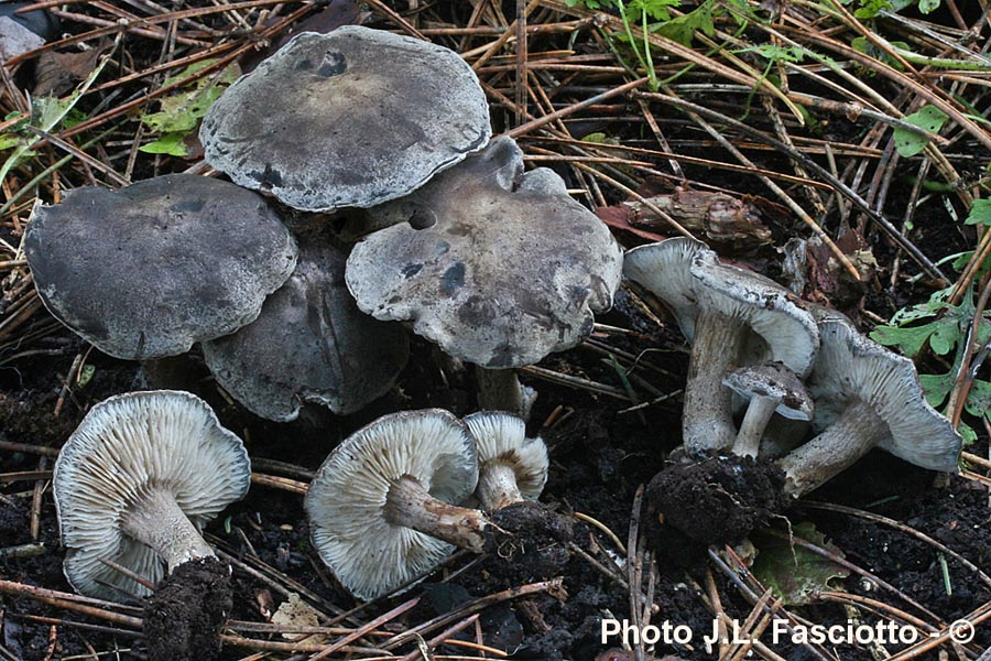 Melanoleuca leucophylloides