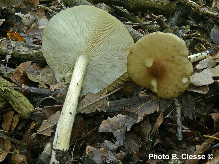 Melanoleuca polioleuca