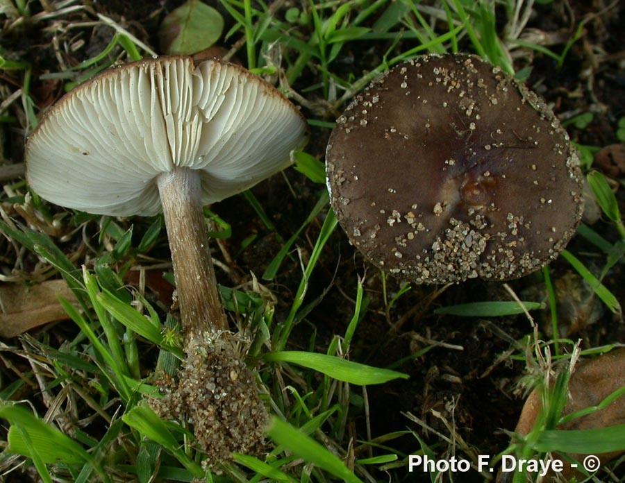 Melanoleuca polioleuca