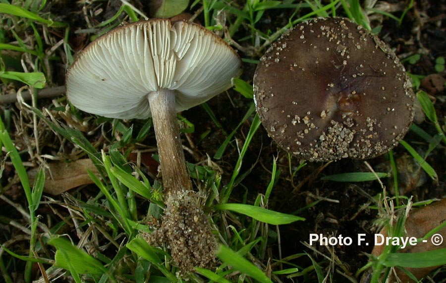 Melanoleuca polioleuca