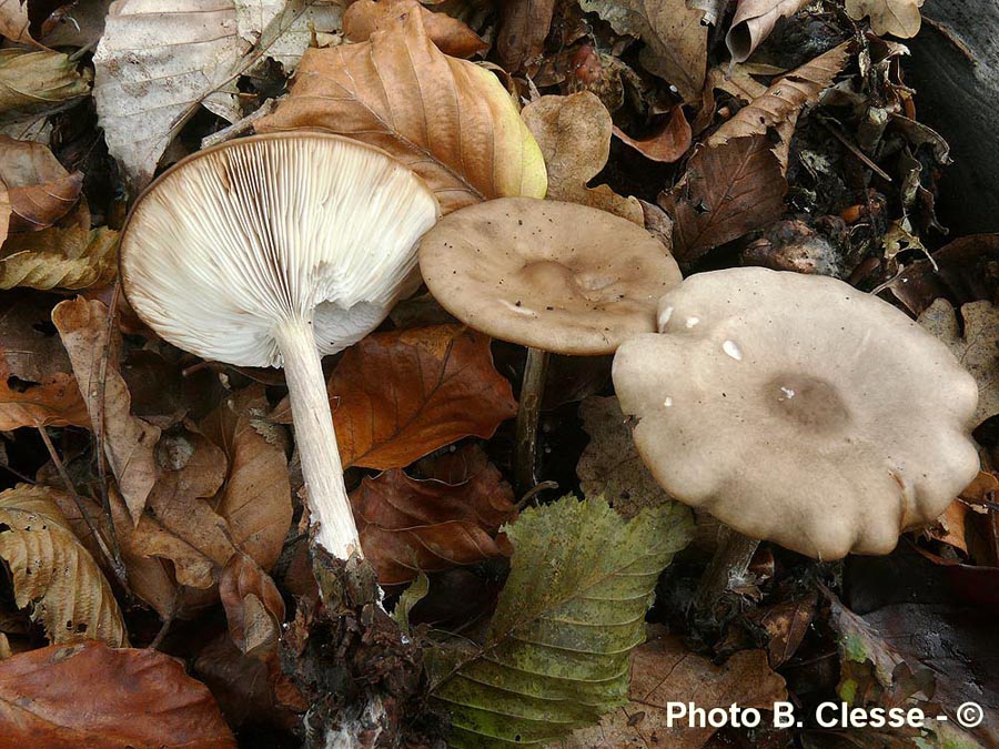 Melanoleuca strictipes