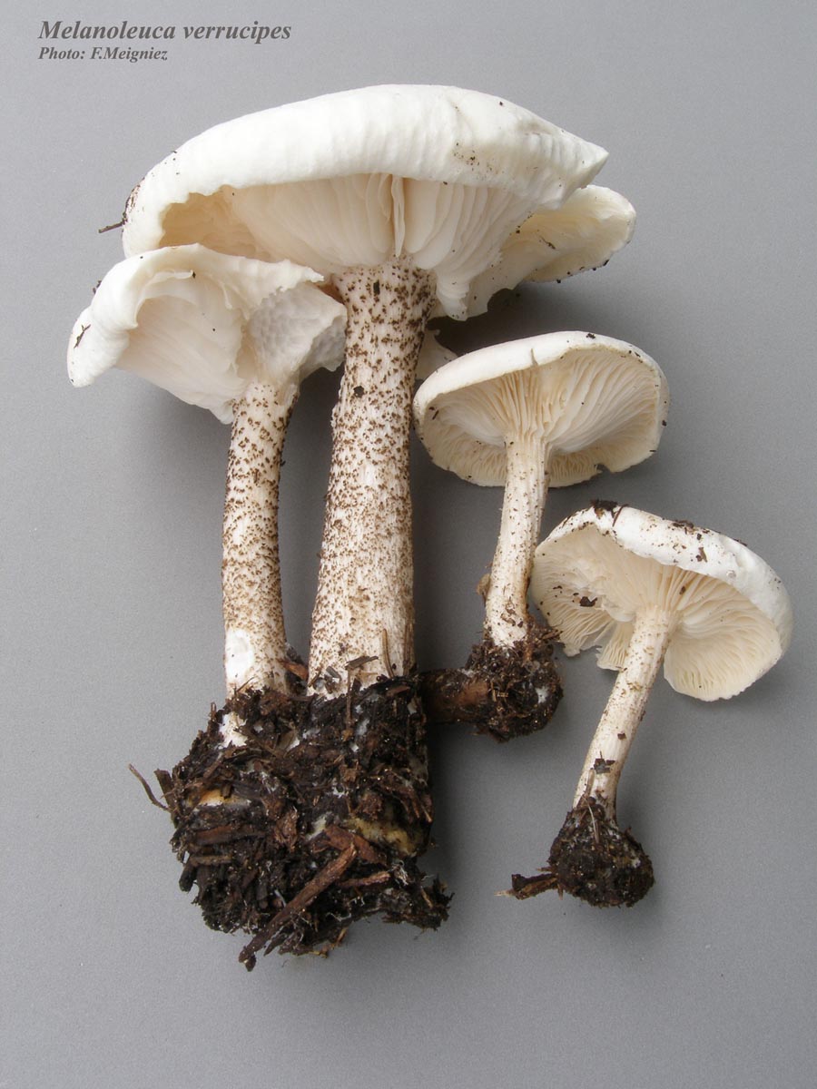 Melanoleuca verrucipes