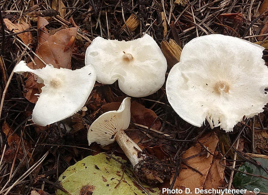 Melanoleuca verrucipes