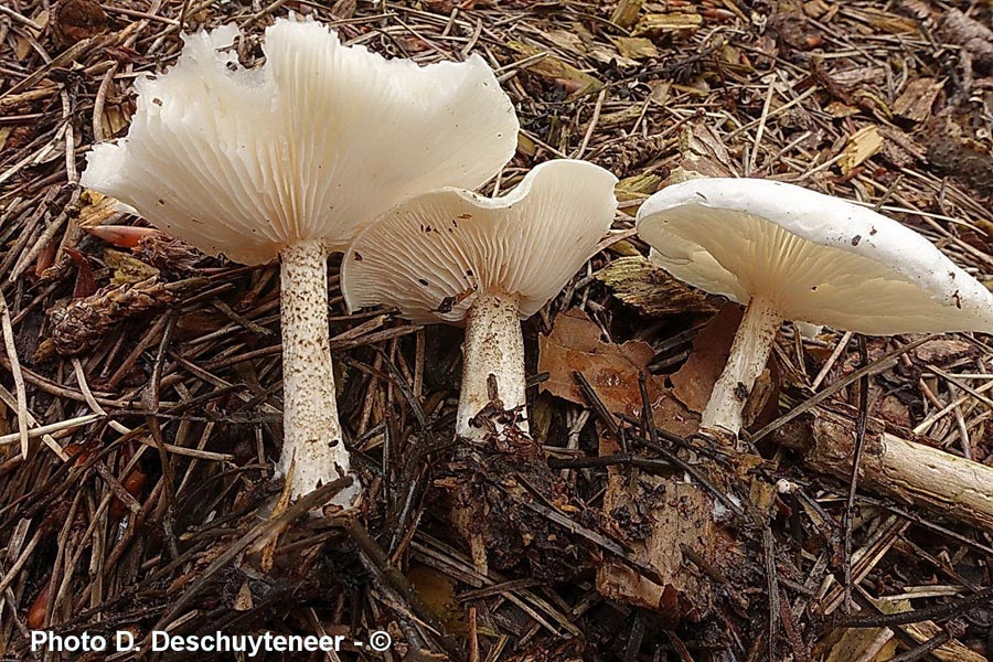 Melanoleuca verrucipes