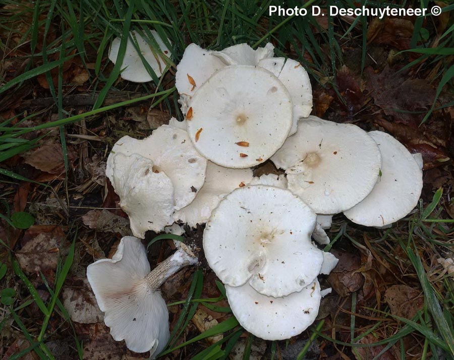 Melanoleuca verrucipes