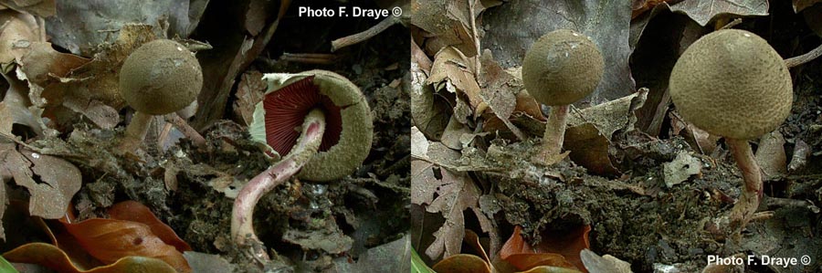 Melanophyllum haematospermum