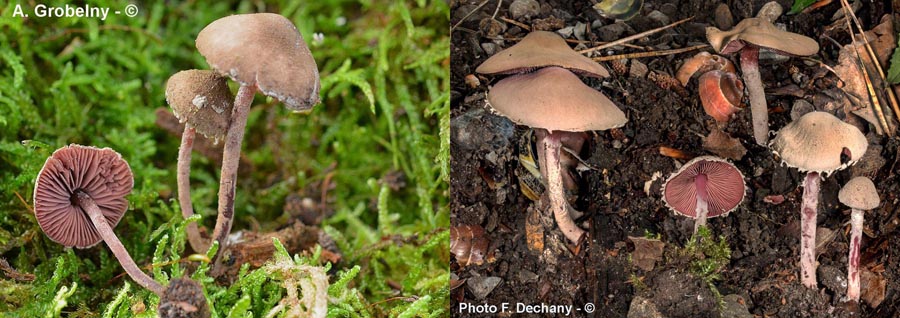 Melanophyllum haematospermum