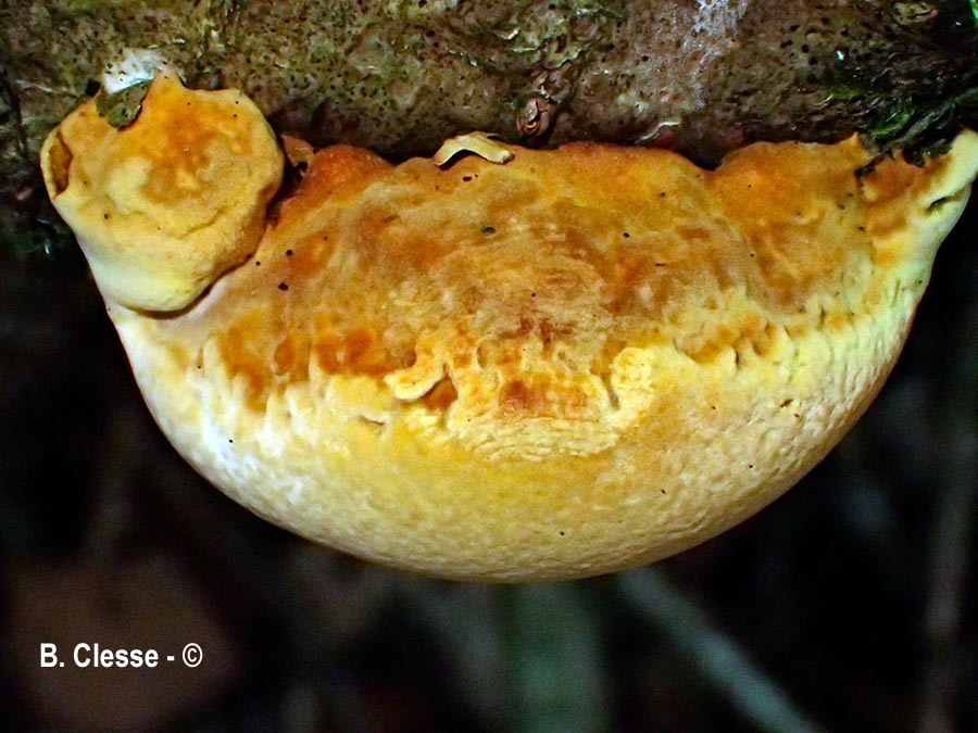 Mensularia radiata (Inonotus radiatus, Xanthoporia radiata)
