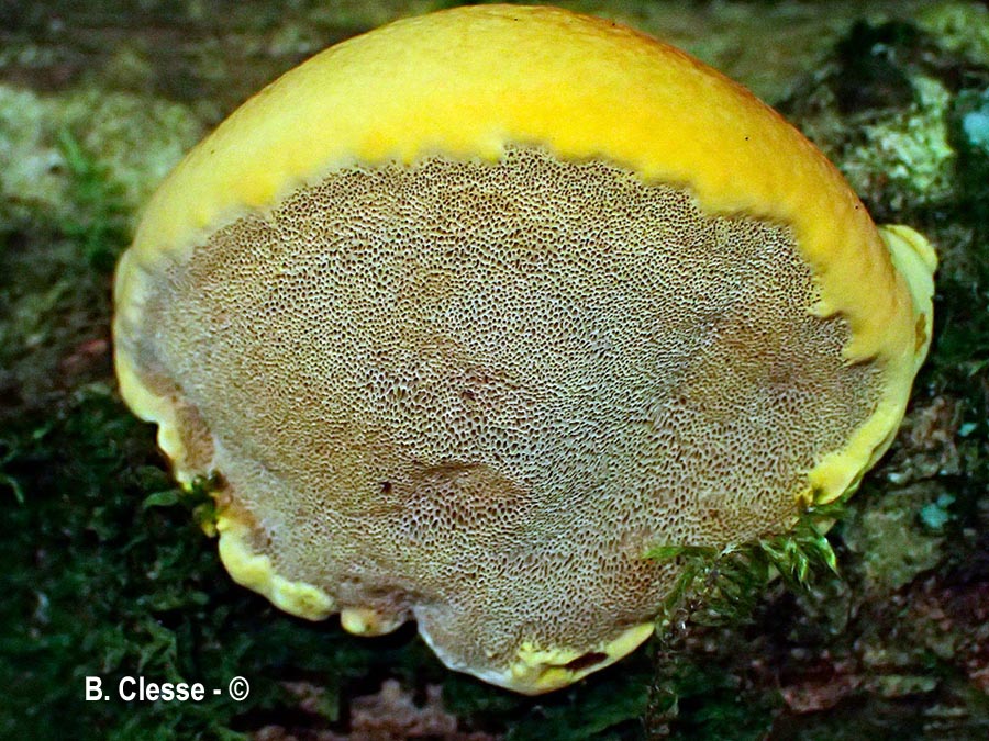 Mensularia radiata (Inonotus radiatus, Xanthoporia radiata)