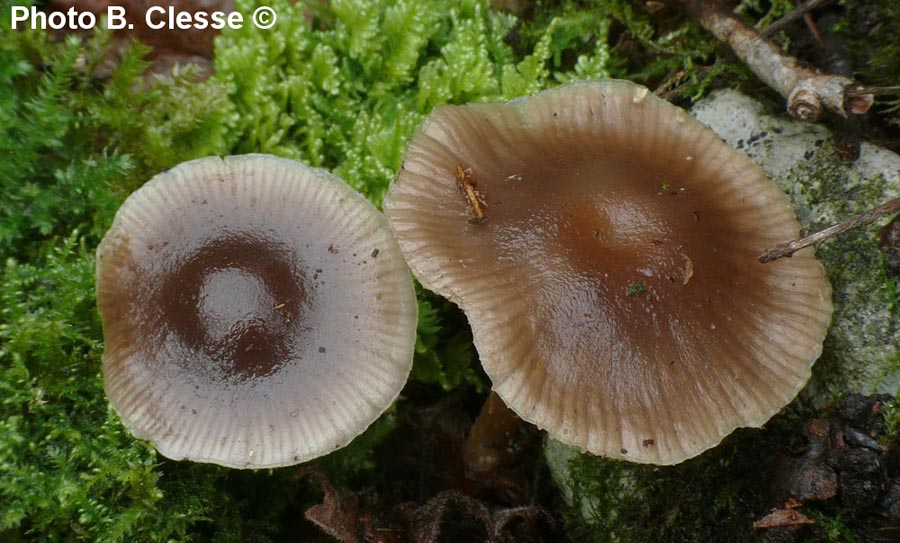 Meottomyces dissimulans (Phaeogalera dissimulans)