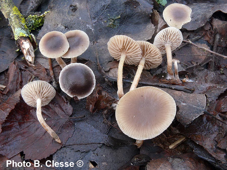 Meottomyces dissimulans (Phaeogalera dissimulans)