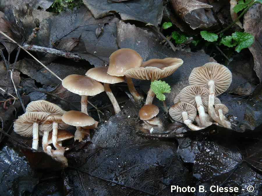 Meottomyces dissimulans (Phaeogalera dissimulans)