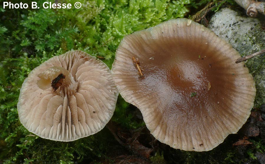 Meottomyces dissimulans (Phaeogalera dissimulans)