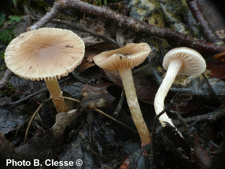 Meottomyces dissimulans (Phaeogalera dissimulans)