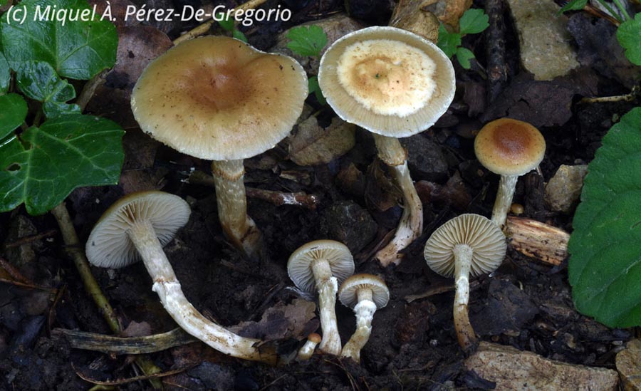 Meottomyces dissimulans (Phaeogalera dissimulans)