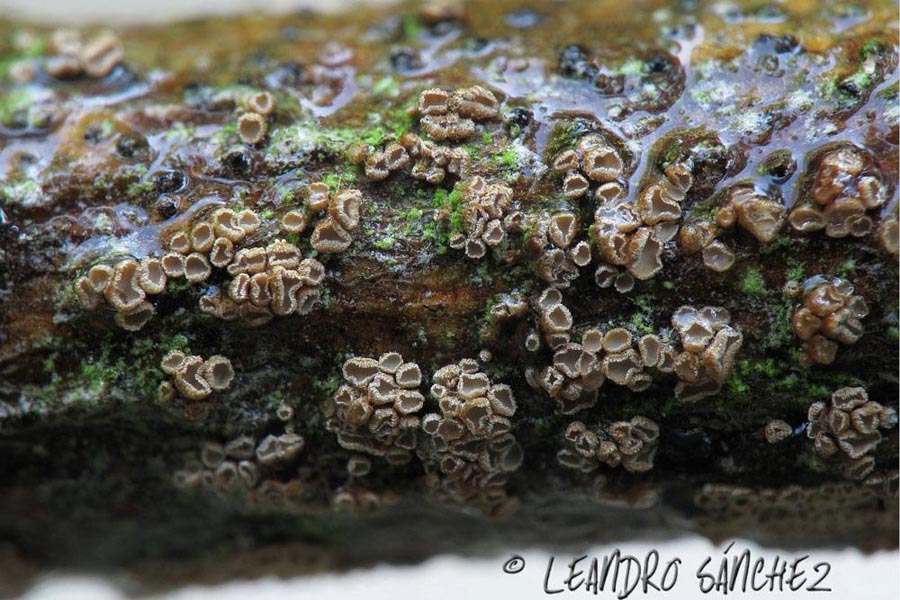 Merismodes confusa