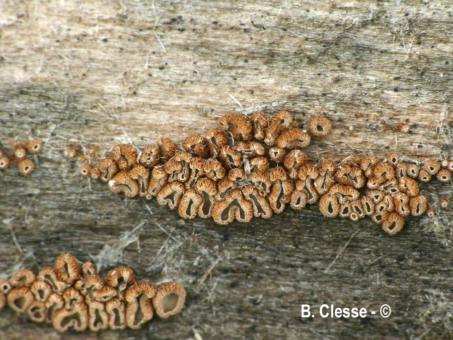 Merismodes fasciculata