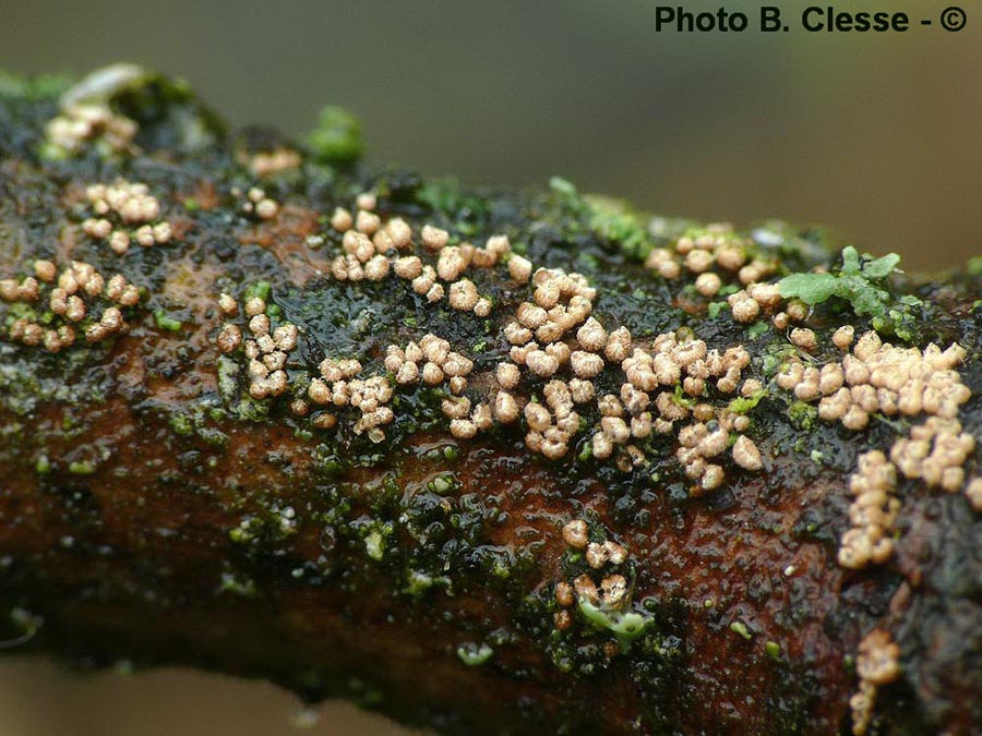 Merismodes fasciculata