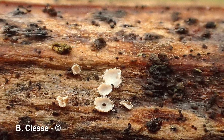 Merismodes monacha