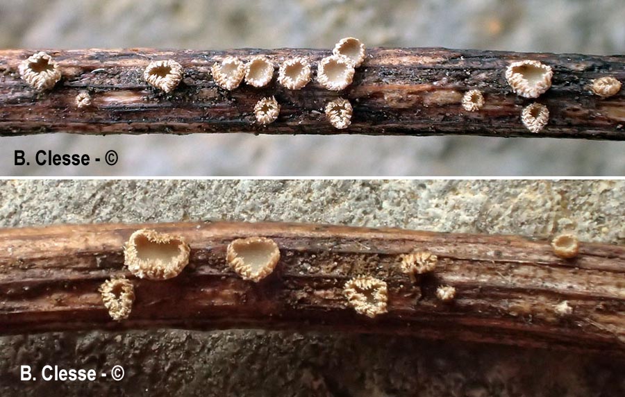 Merismodes monacha