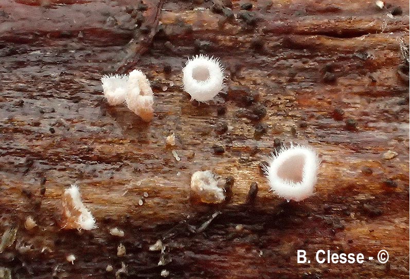 Merismodes monacha