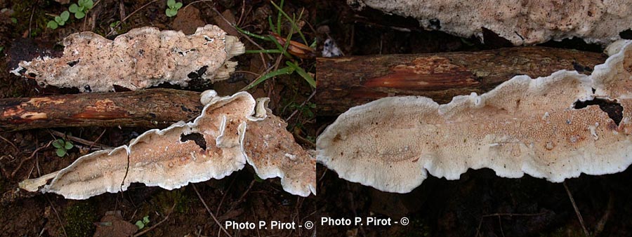 Meruliopsis corium