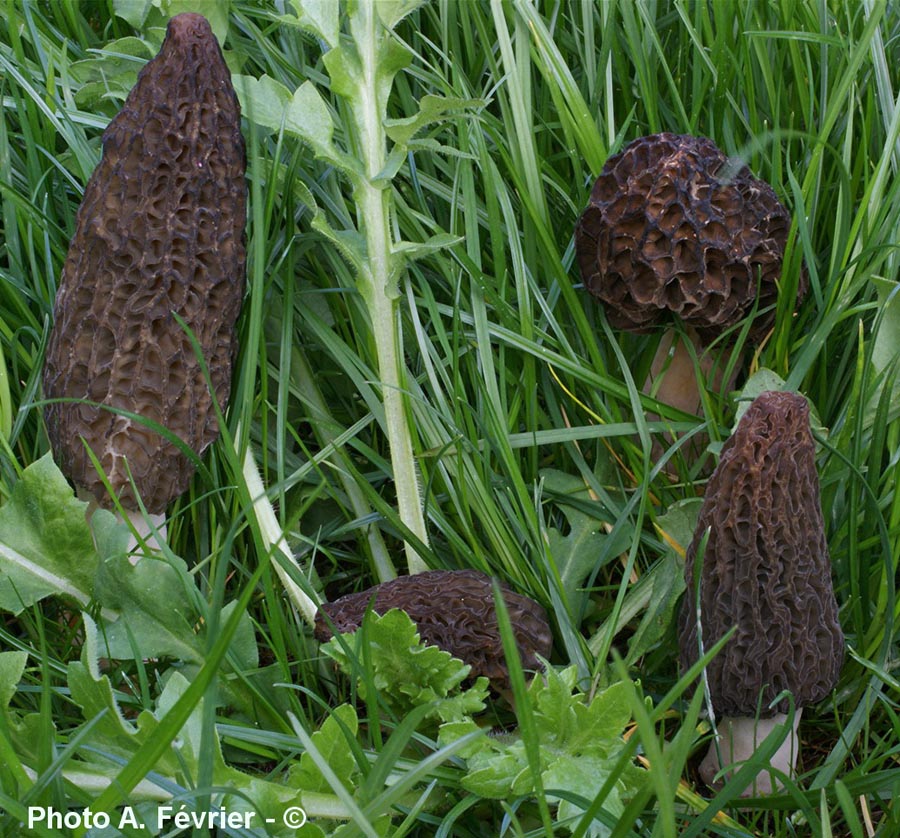 Morchella importuna