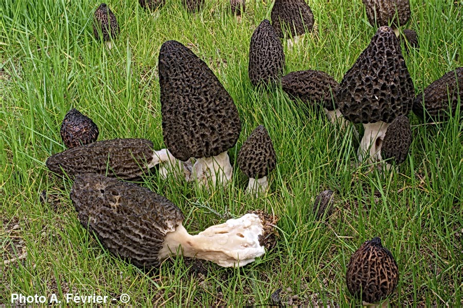 Morchella importuna