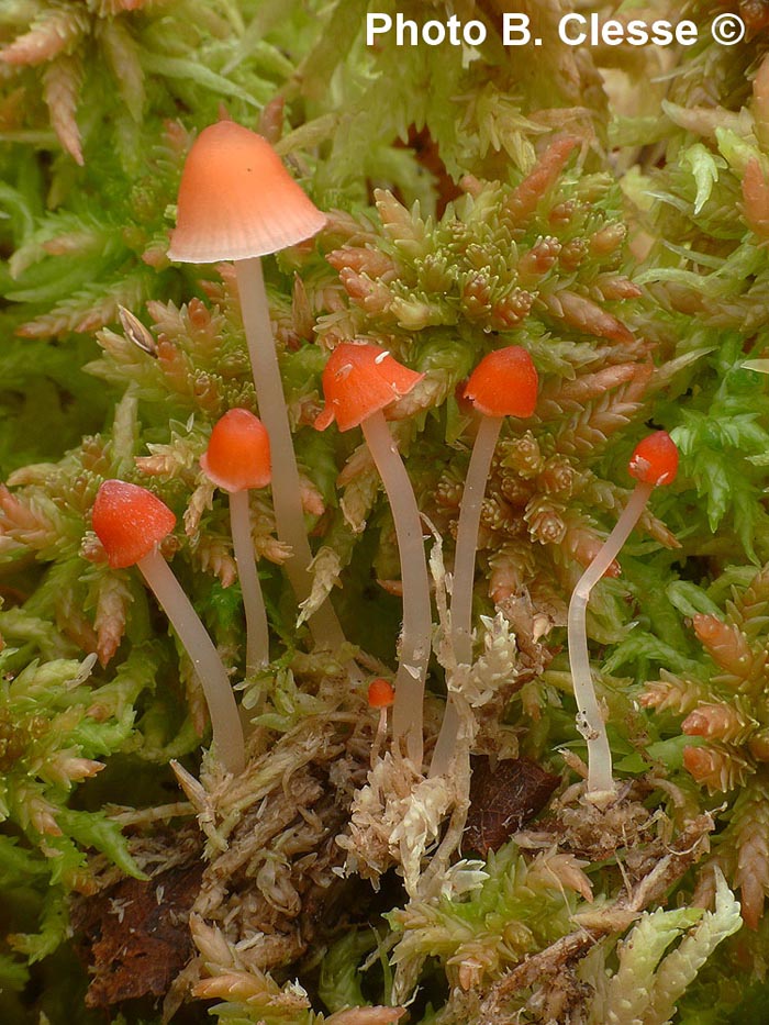 Mycena adonis (Atheniella adonis)