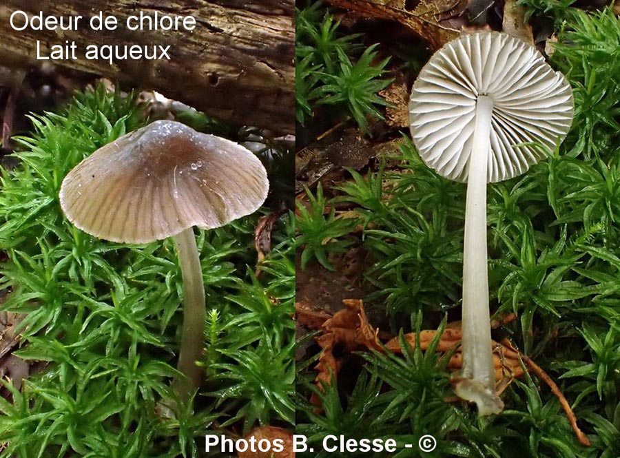 Mycena abramsii