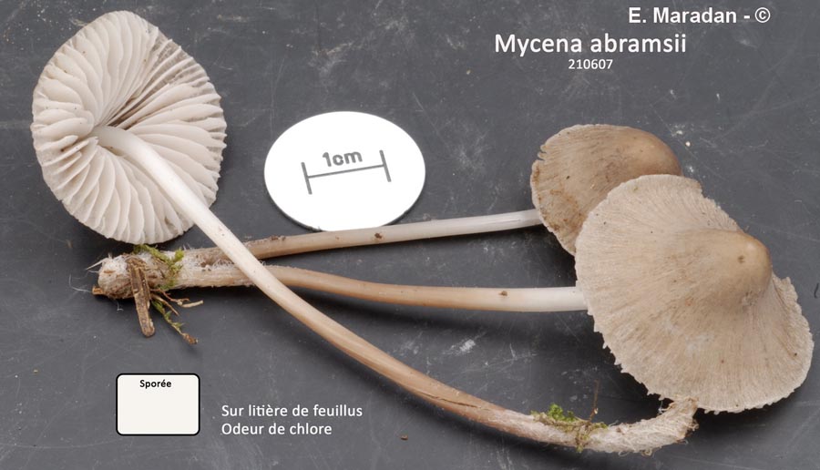 Mycena abramsii