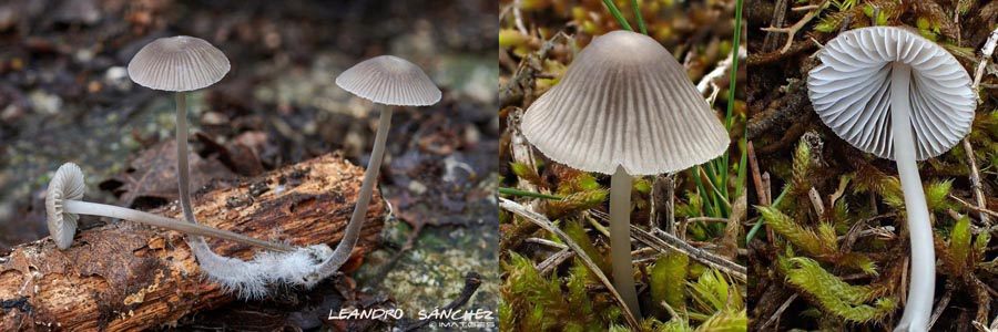 Mycena abramsii