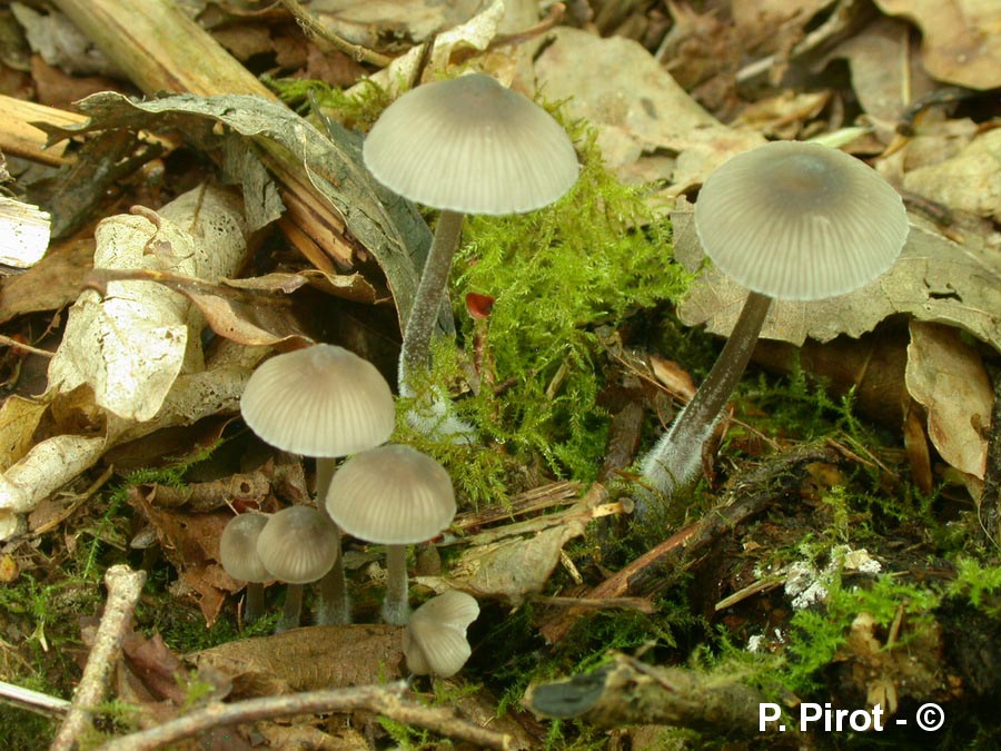 Mycena abramsii