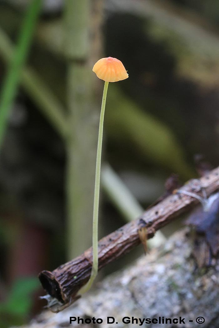 Mycena acicula