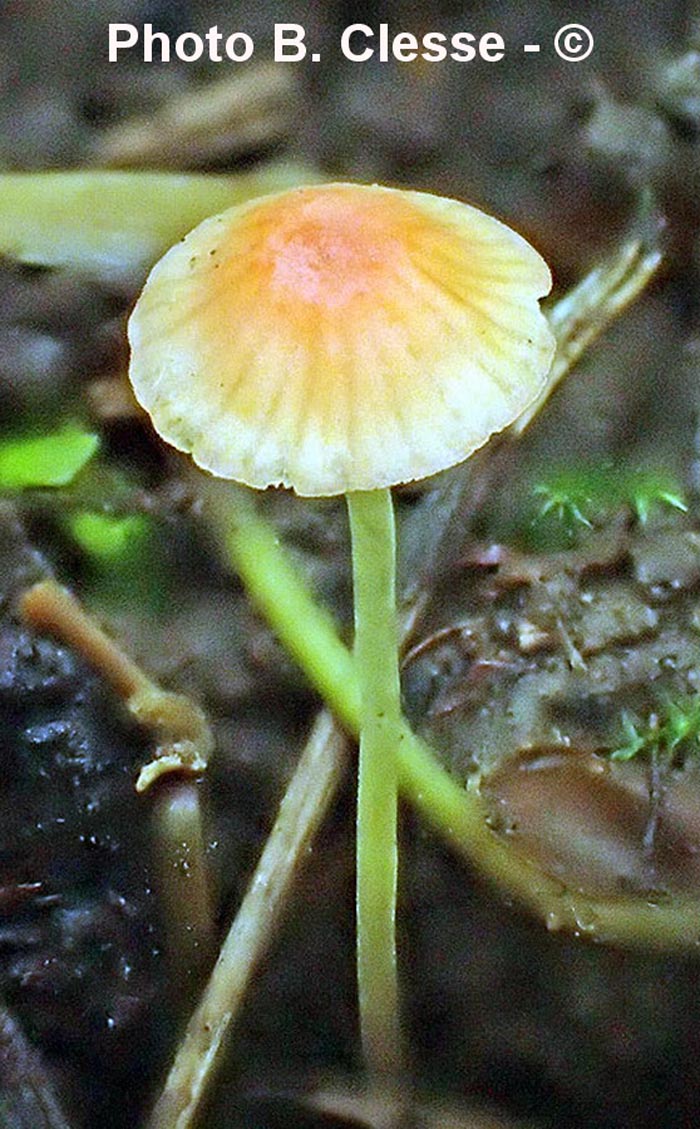 Mycena acicula