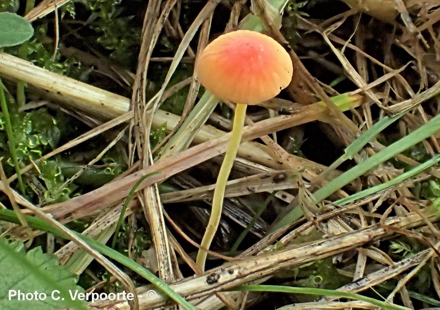 Mycena acicula