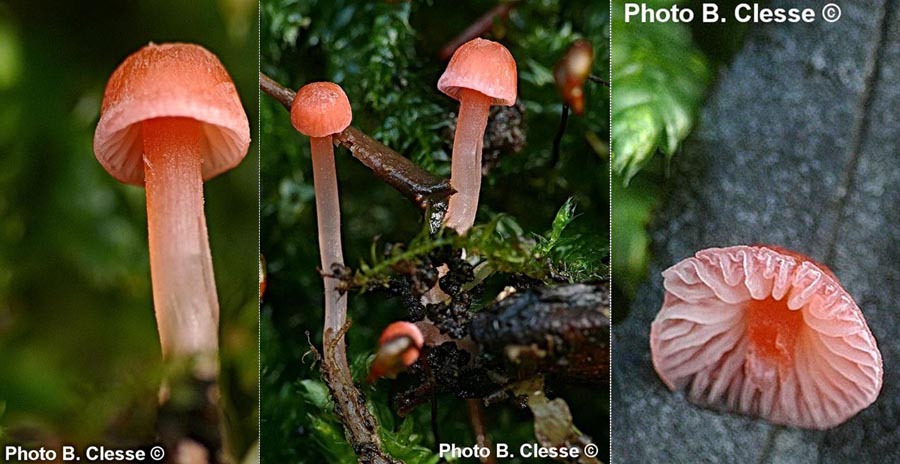 Mycena adonis (Atheniella adonis)