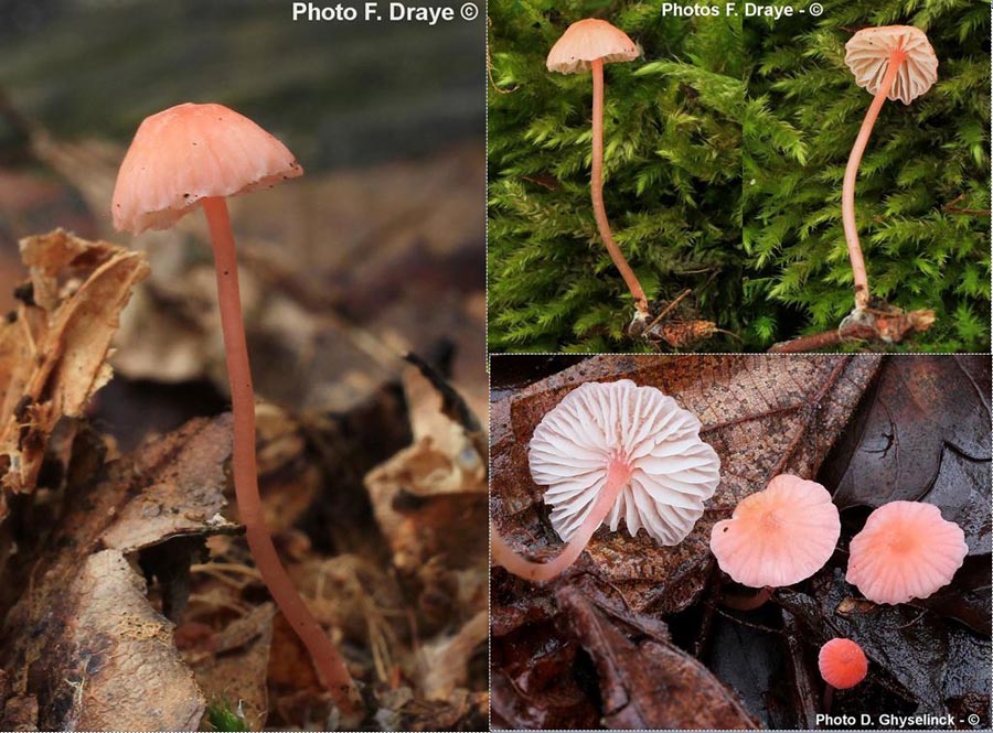 Mycena adonis (Atheniella adonis)