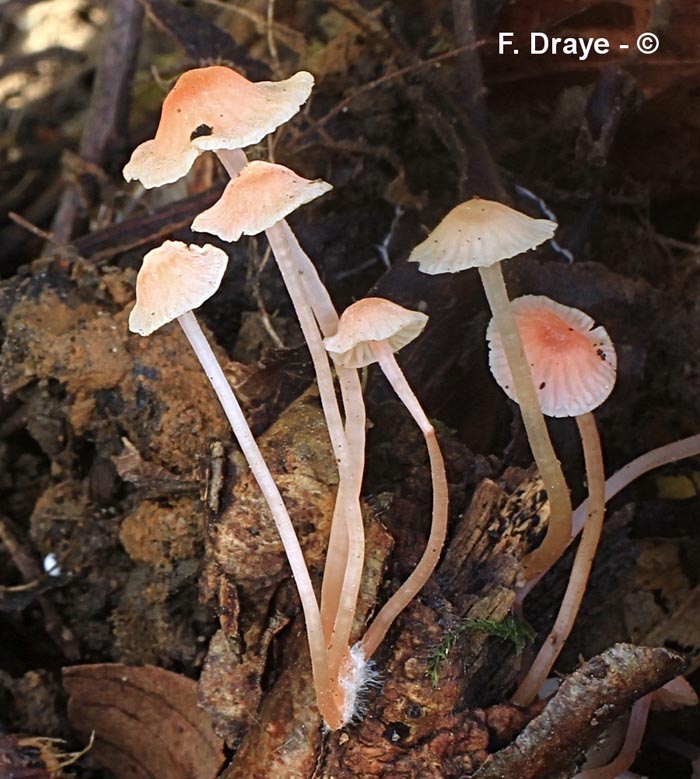 Mycena adonis (Atheniella adonis)