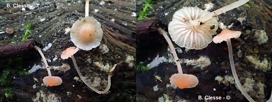 Mycena adonis (Atheniella adonis)