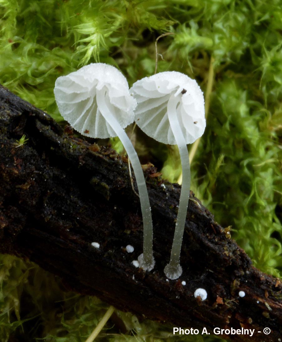 Mycena tenerrima (Mycena adscendens)