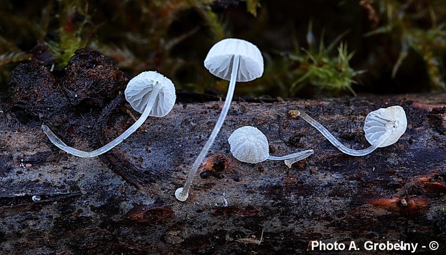 Mycena tenerrima (Mycena adscendens)