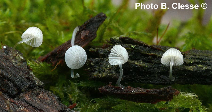 Mycena tenerrima (Mycena adscendens)