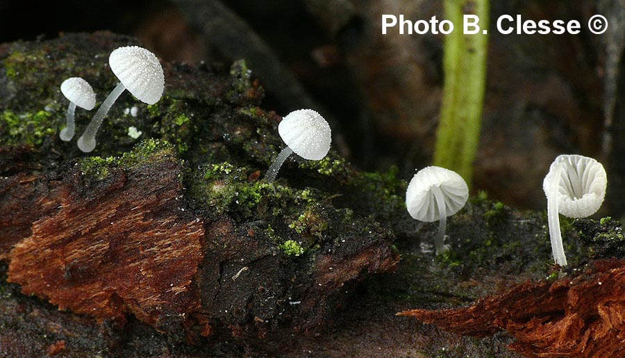 Mycena tenerrima (Mycena adscendens)