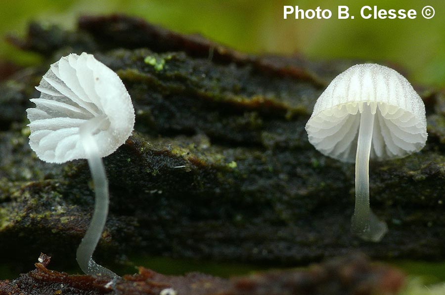 Mycena tenerrima (Mycena adscendens)